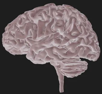 Brain Anatomy