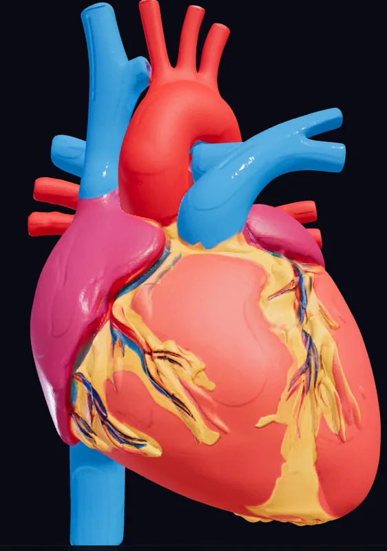 3D heart learning module preview