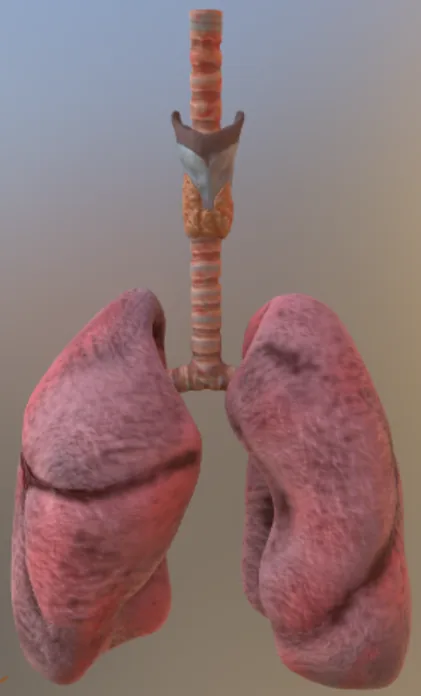 3D lungs learning module preview