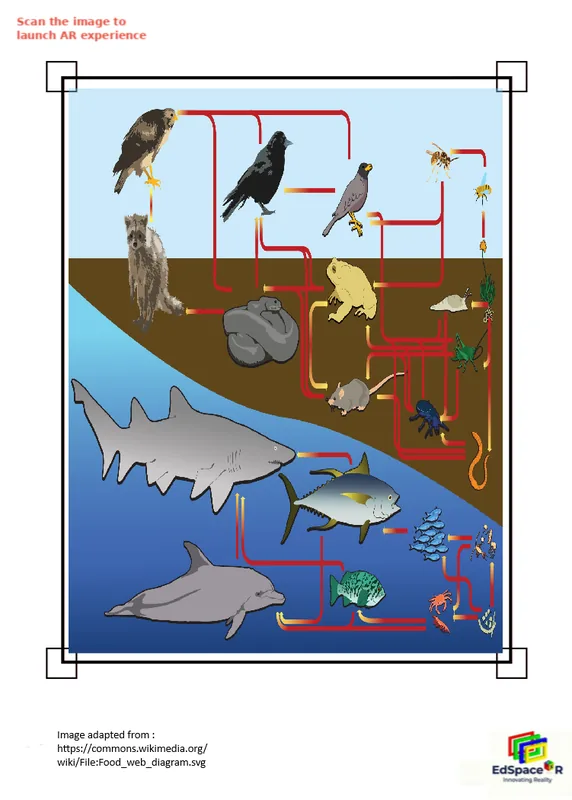 Ecology food web learning module preview