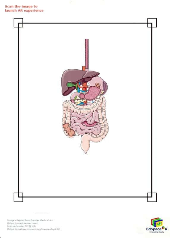 Digestive system learning module preview