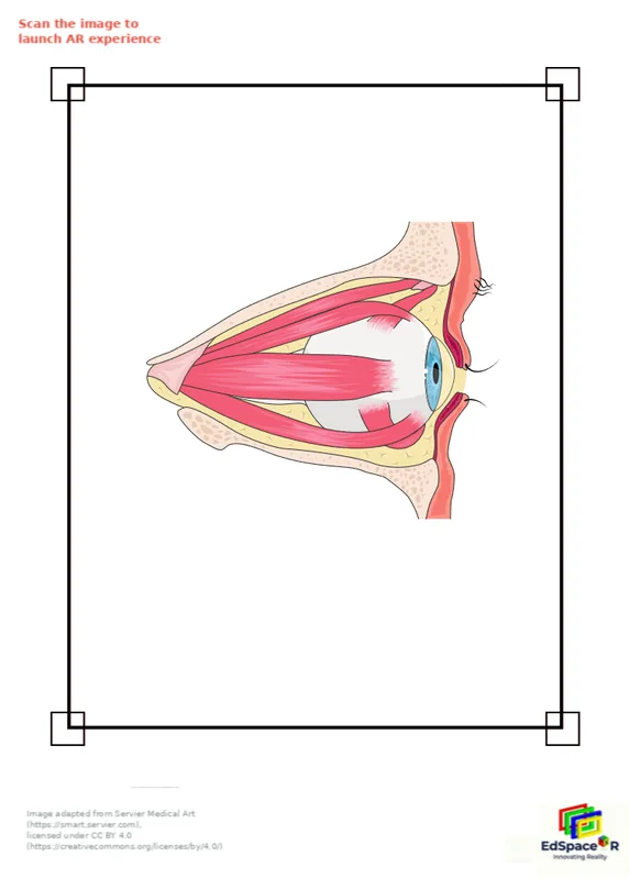 Human eye anatomy learning module preview